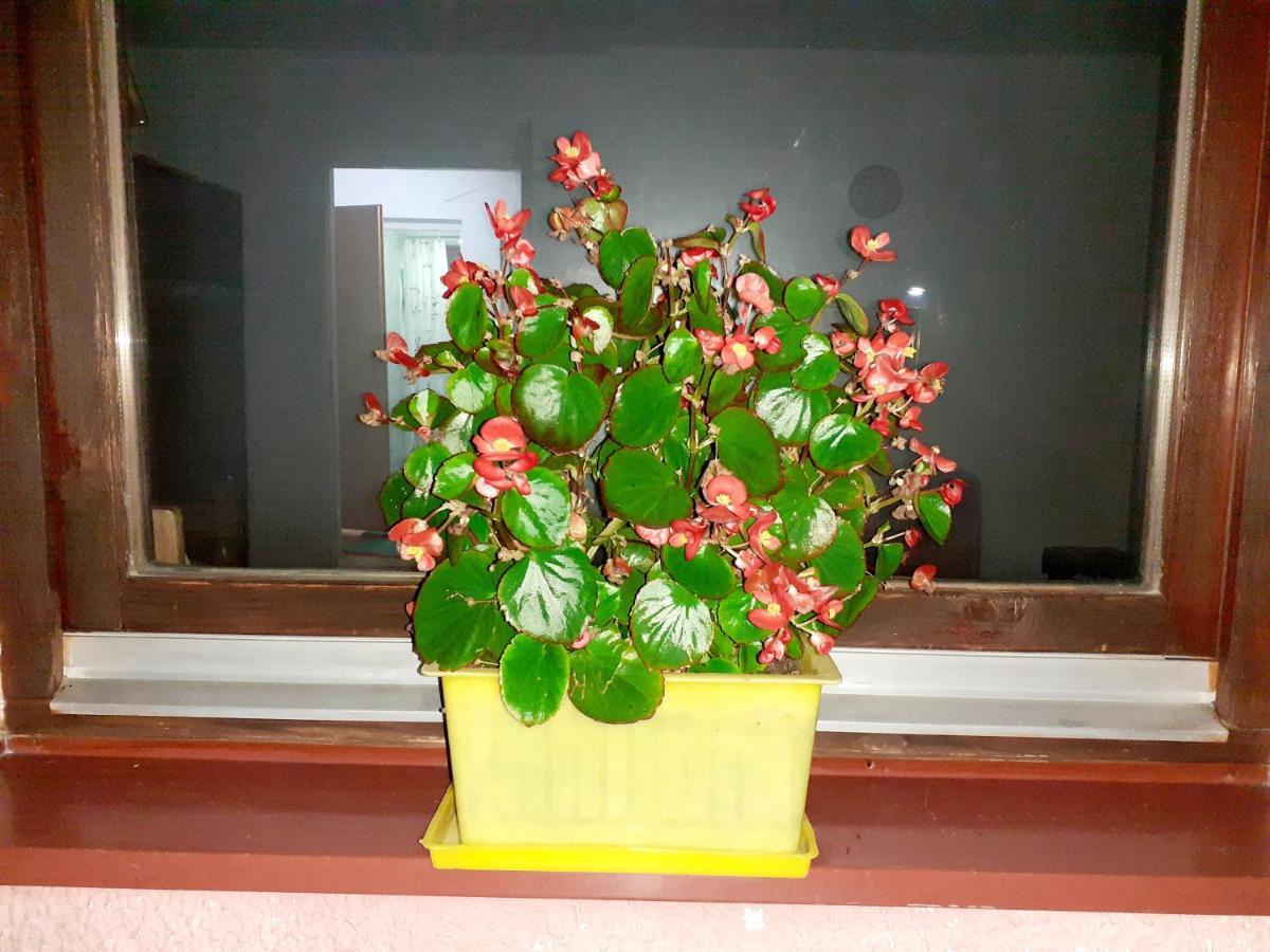 Obiteljski Apartman Borovi 维索科 外观 照片