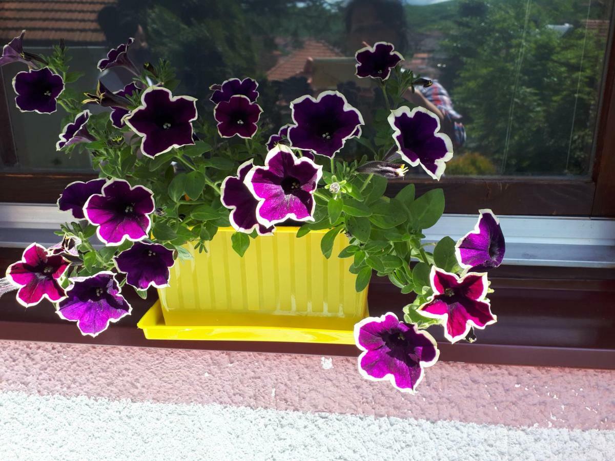 Obiteljski Apartman Borovi 维索科 外观 照片